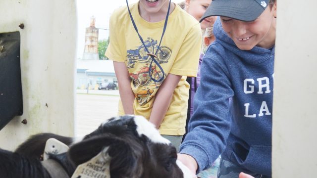 Liam Robinson, left, and Hunter Adamson were all smiles and giggles as a calf licked their hands