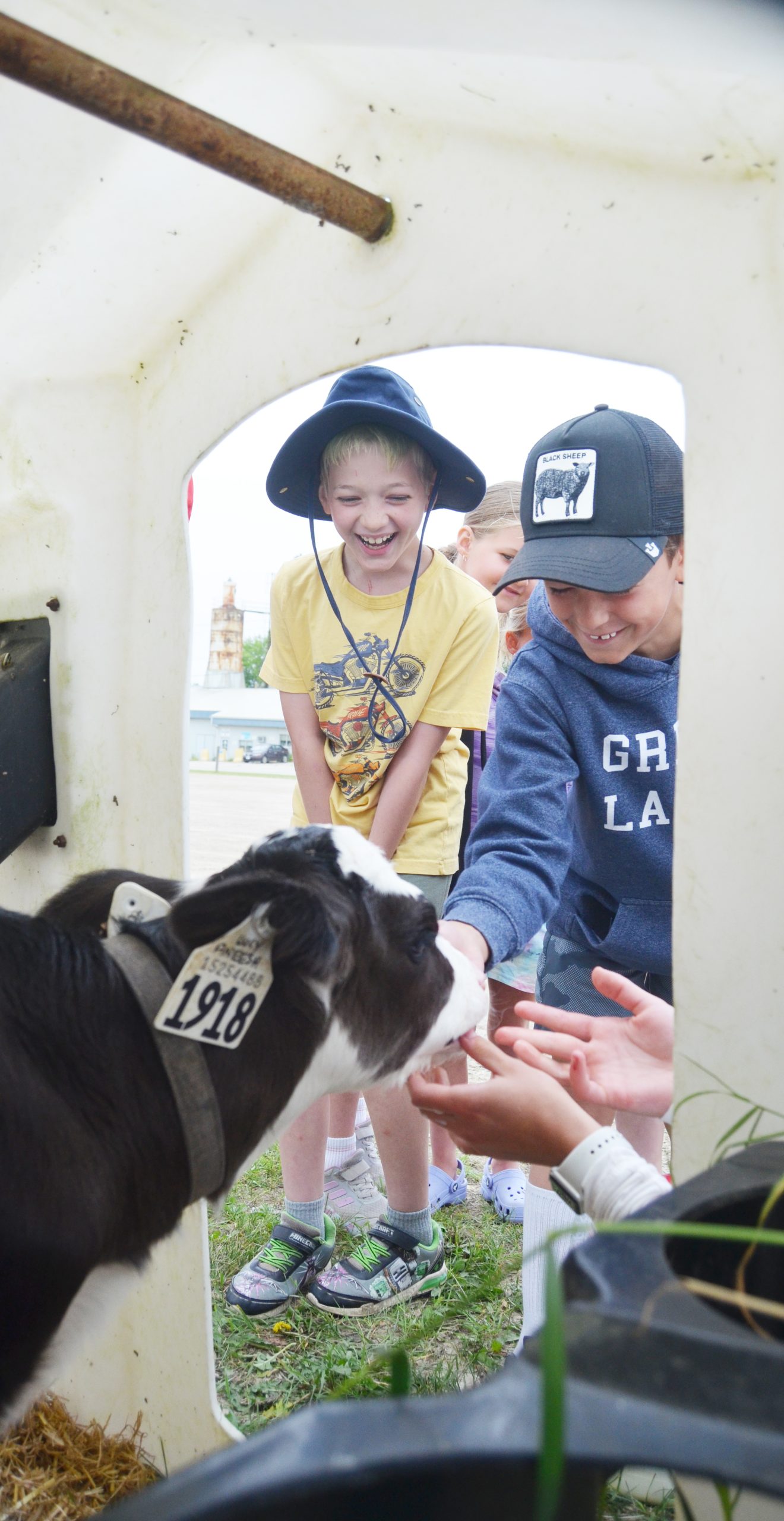Liam Robinson, left, and Hunter Adamson were all smiles and giggles as a calf licked their hands
